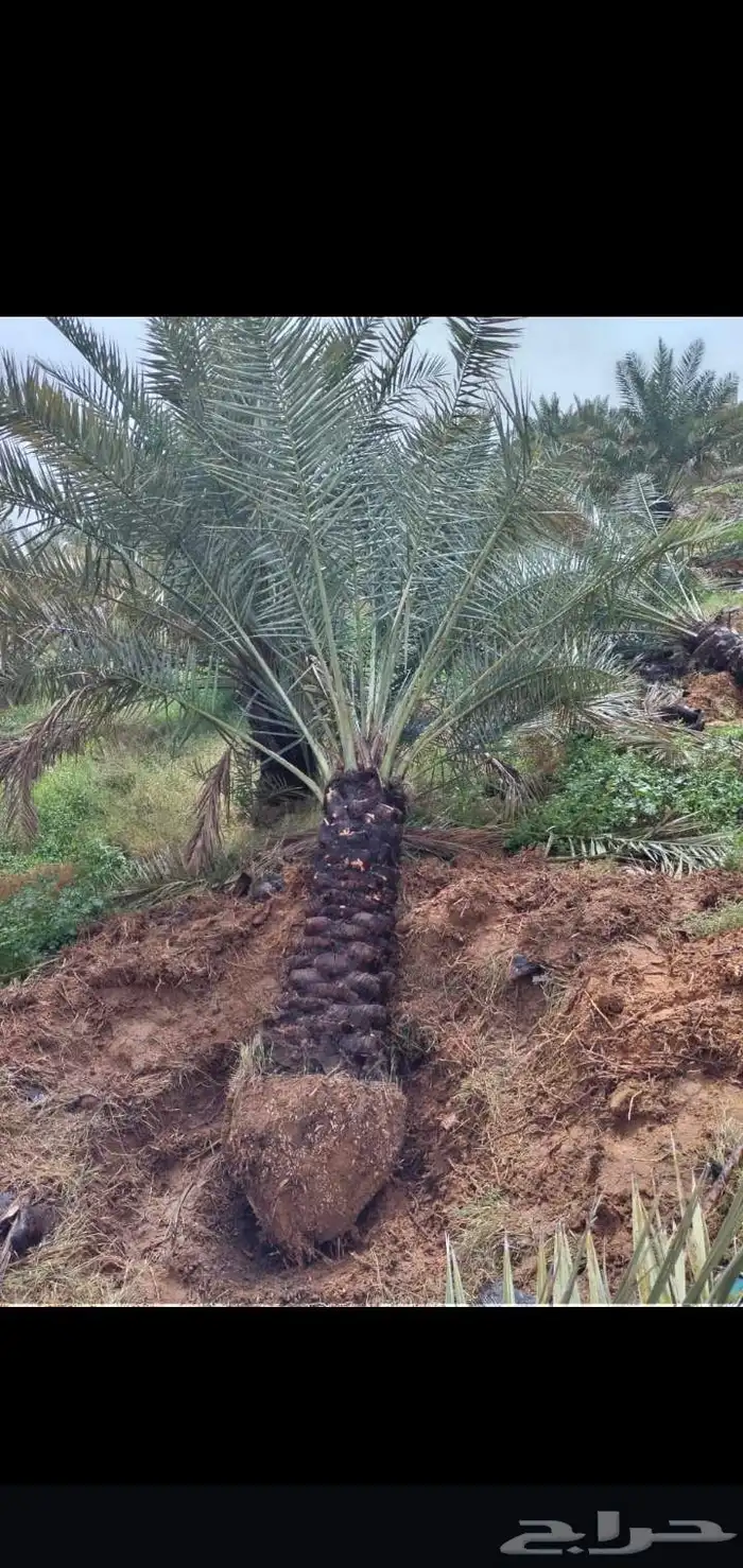 نخيل وشبوك المزارع 1