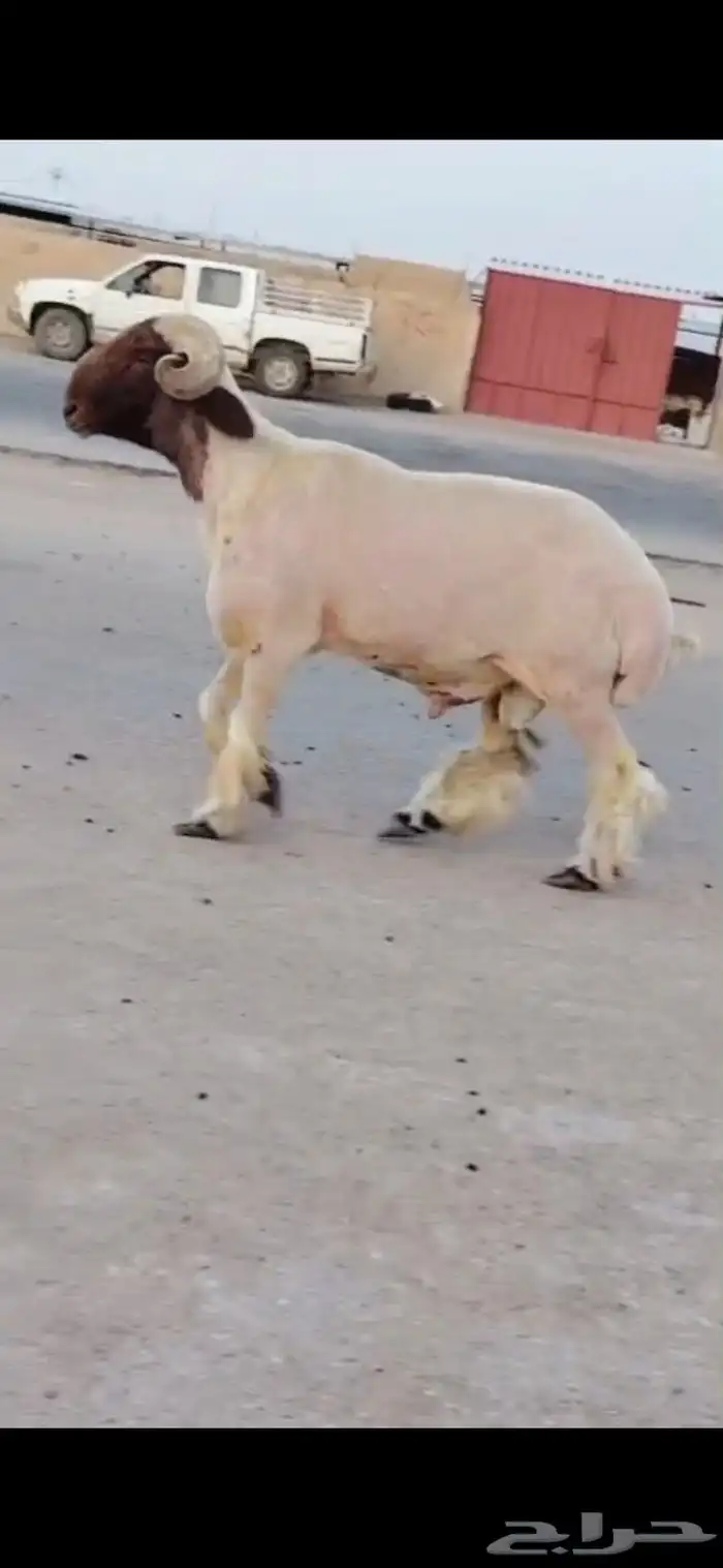 فحول نعيم صنف 0