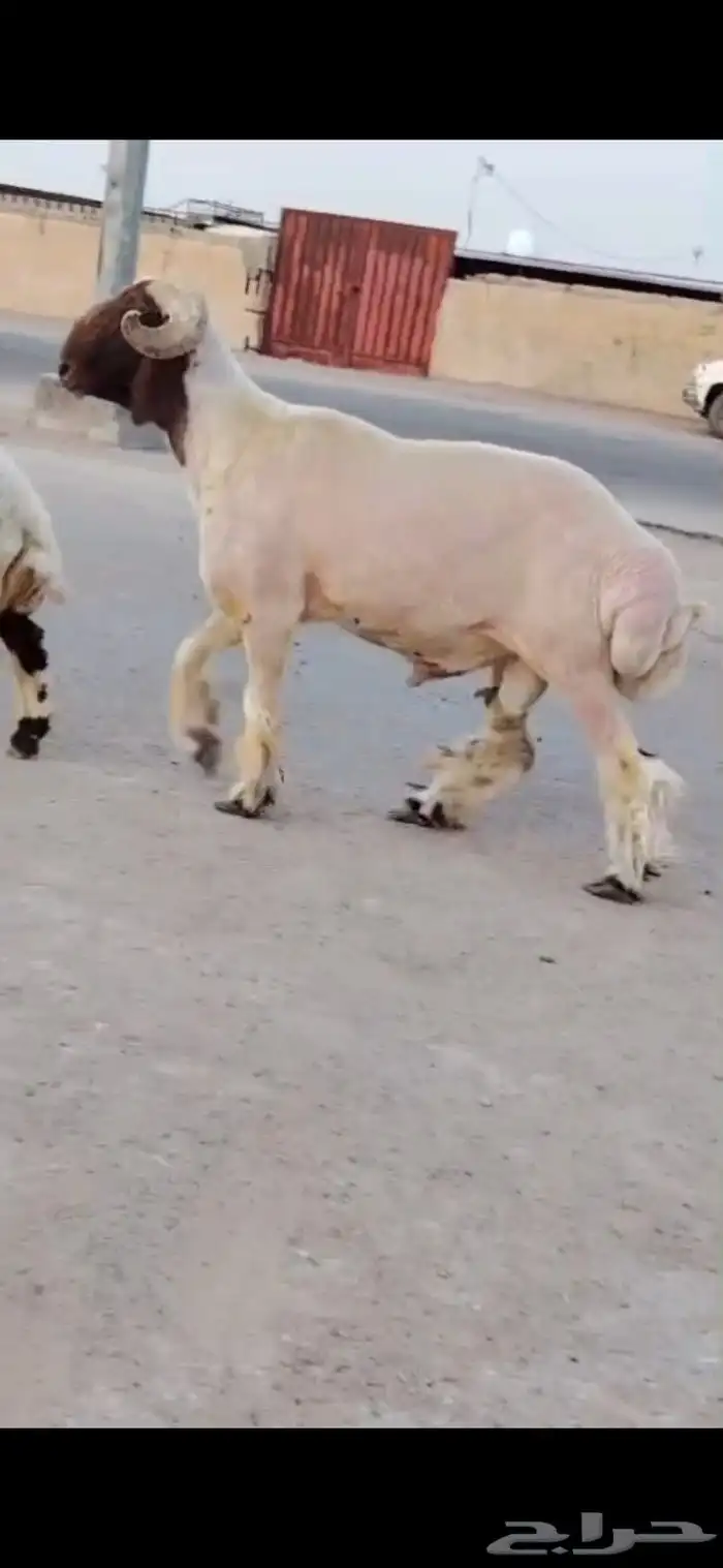 فحول نعيم صنف 1