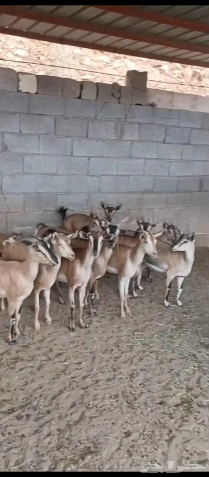 11 راس معزا للبيع جميعها اناثي   التواصل واتس 0