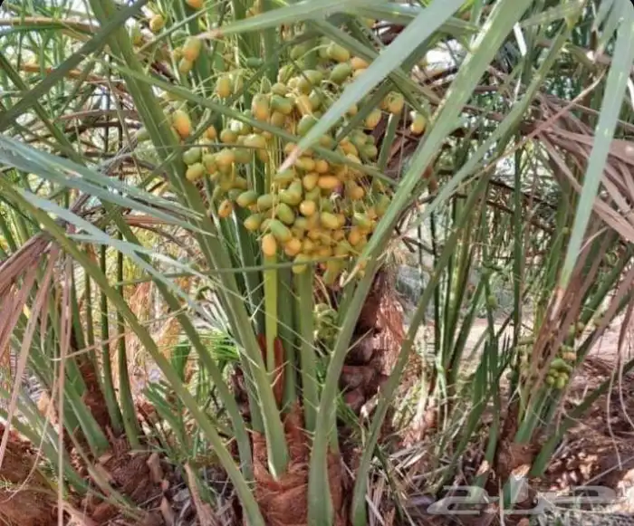 فسايل نخل مثمره 6