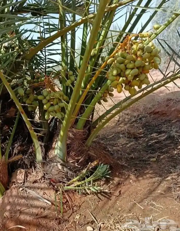 فسايل نخل مثمره 4