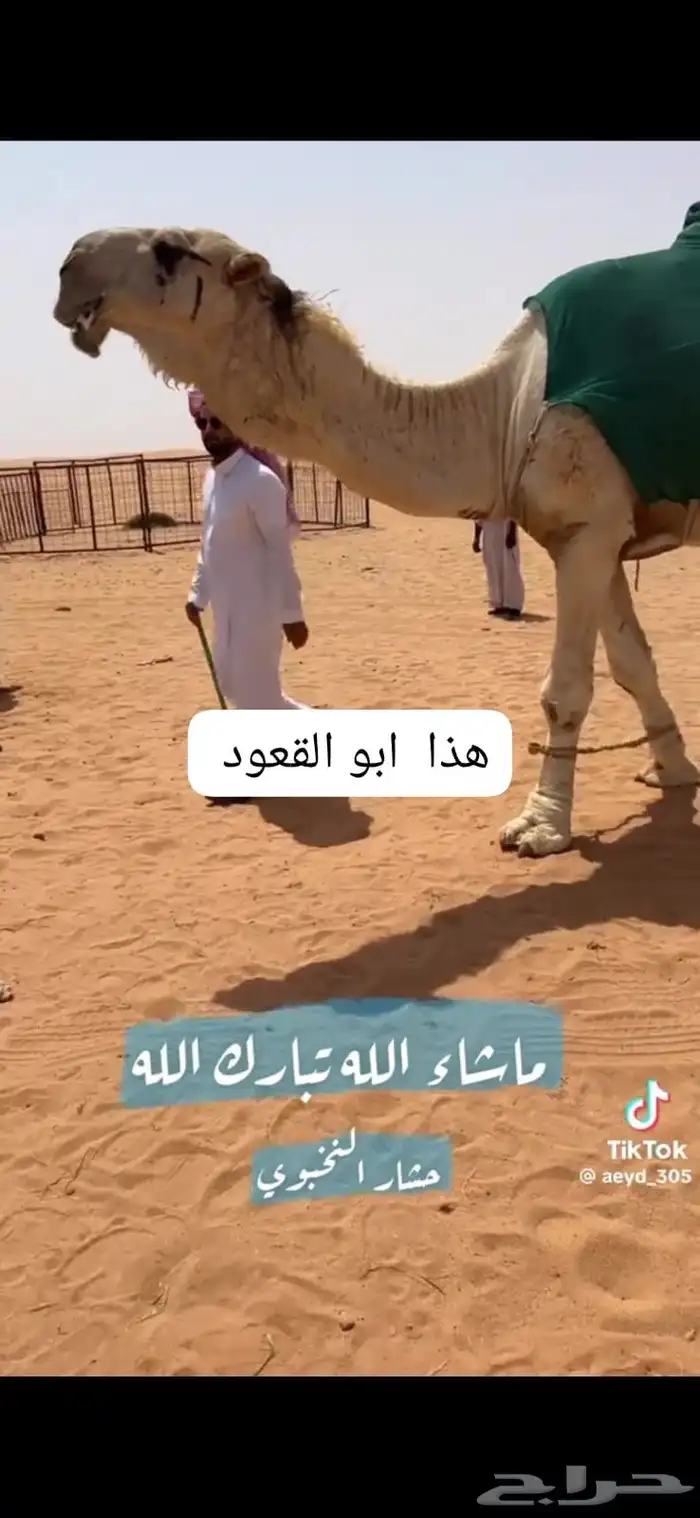 للبيع القعود الحيسوني 2