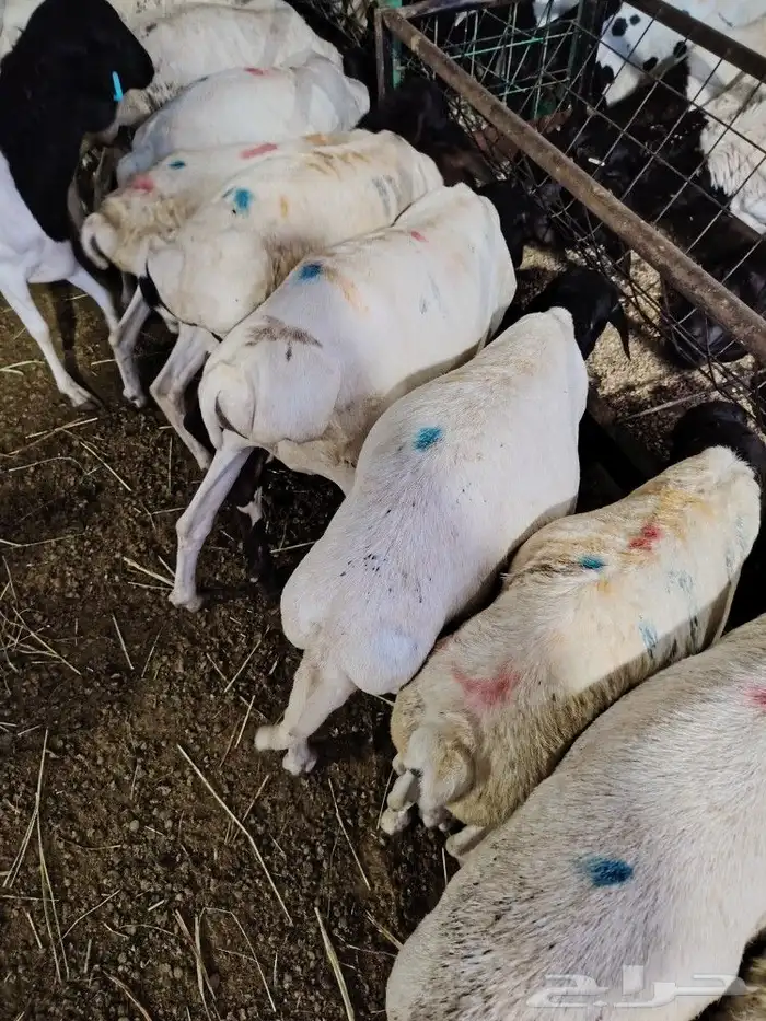برابر طازجه بافضل الاسعار-لحم بلدي مضمون 3