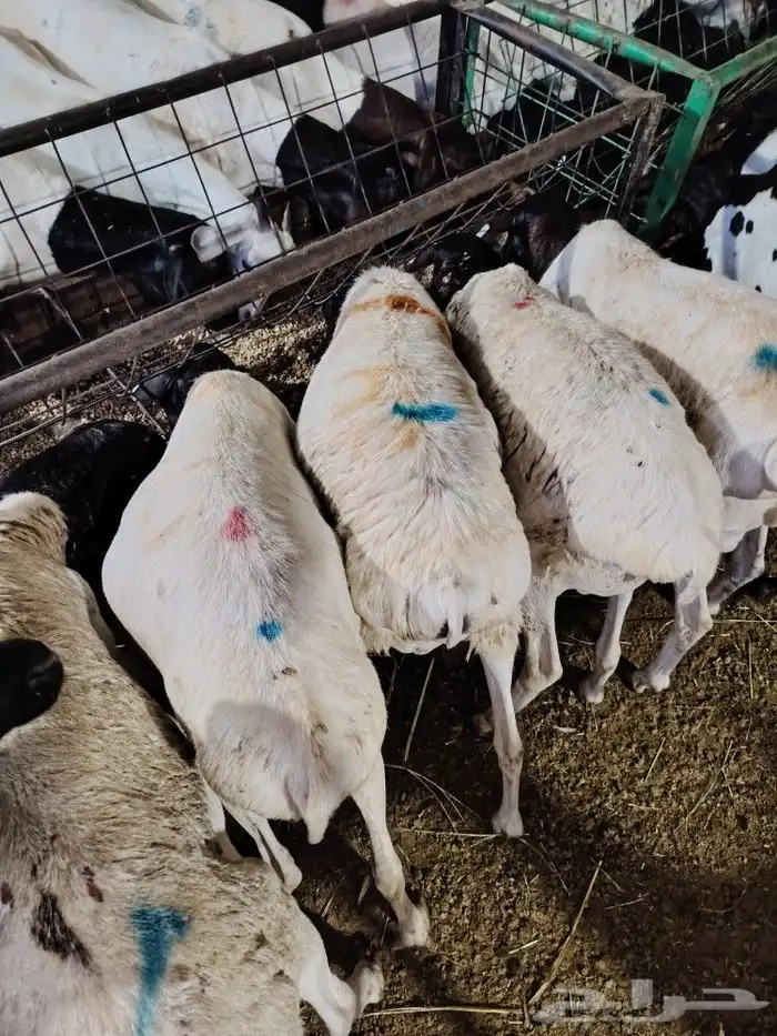 برابر طازجه بافضل الاسعار-لحم بلدي مضمون 0