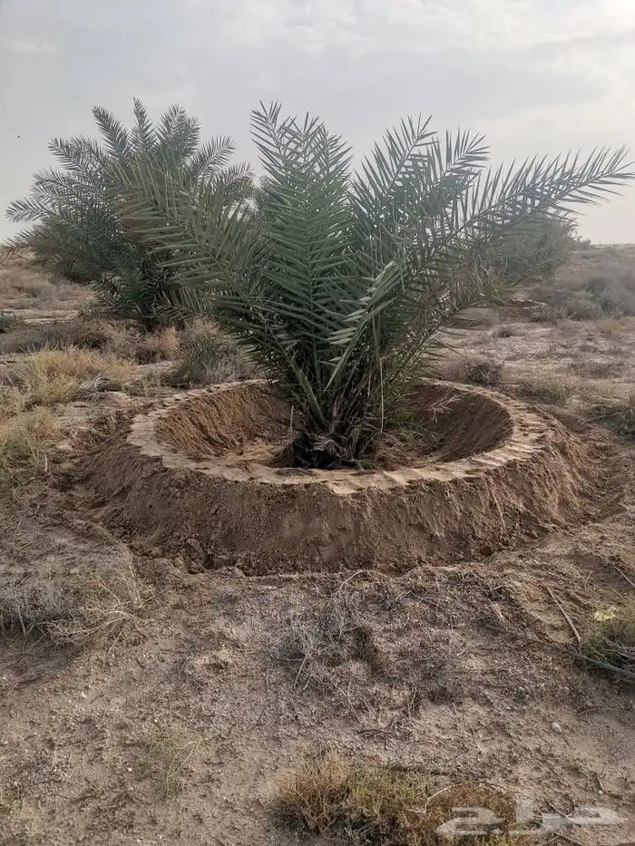زبائن الكرام يتوفر لدينا نخل المقاس 7و6و5و3و2متر 3