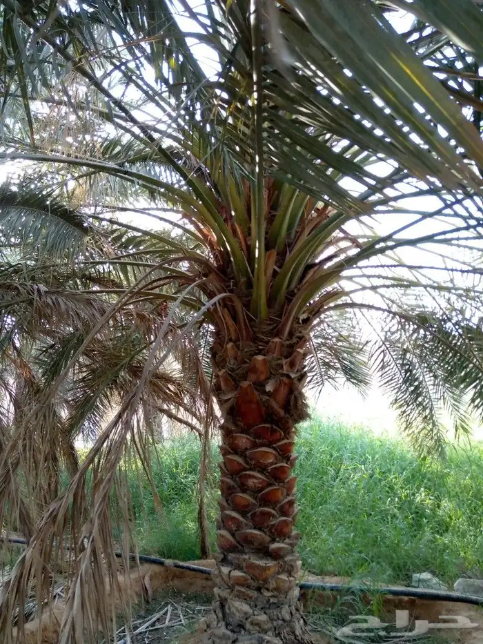 نخل مثمر شيشي عجوه صقعي نخيل فروخ نقايل جثايث جميع المناطق 9