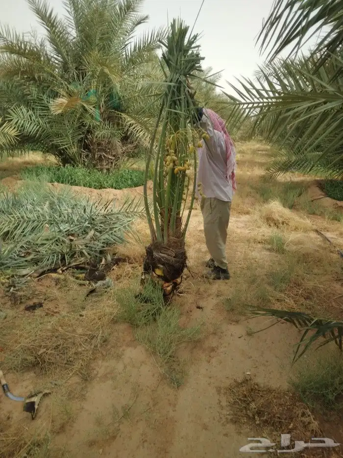 نخيل للبيع 3