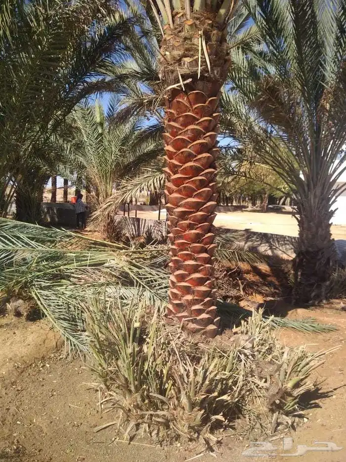 نخيل واشنطن ونخل عربي 0