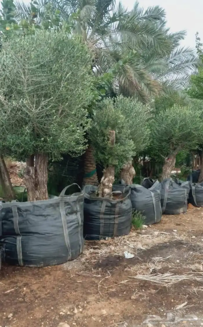 يوجدلديناجميع الشجار 1