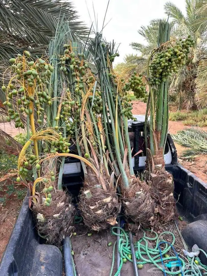 نخل نخيل فروخ خلاص عجوه سكري برحي صقعي مجدول عنبره خضري برني 0