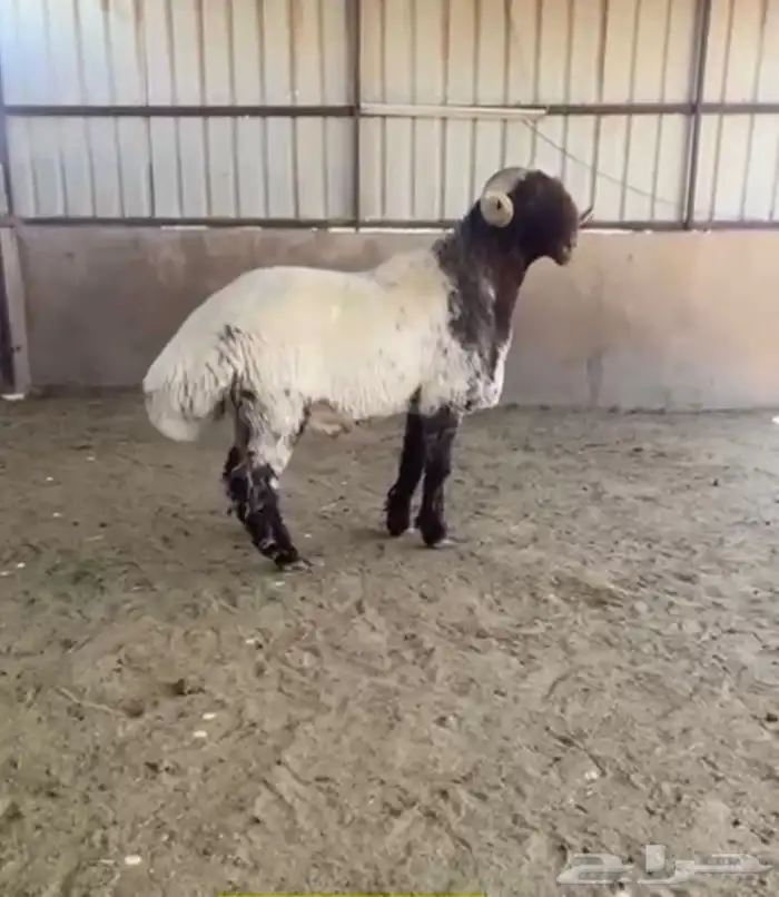 فحول نعيم صنف 2