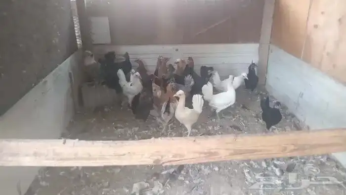للبيع دجاج 0