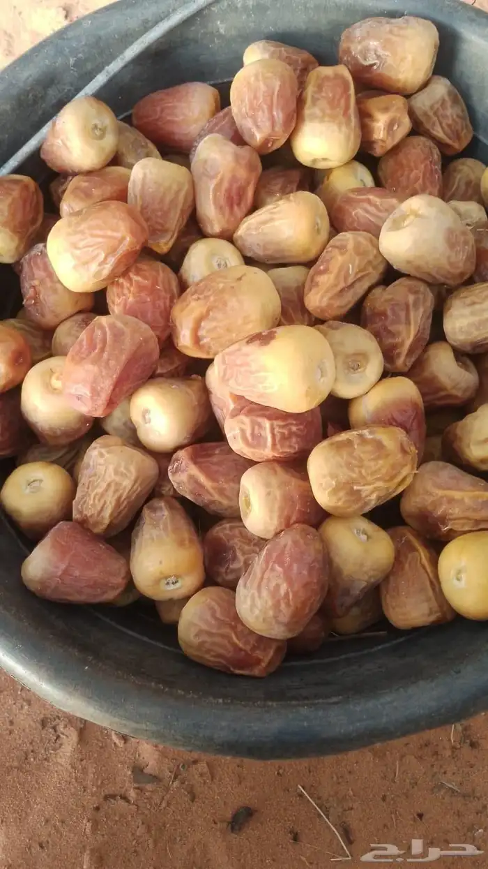 نخيل وشبوك المزارع 8