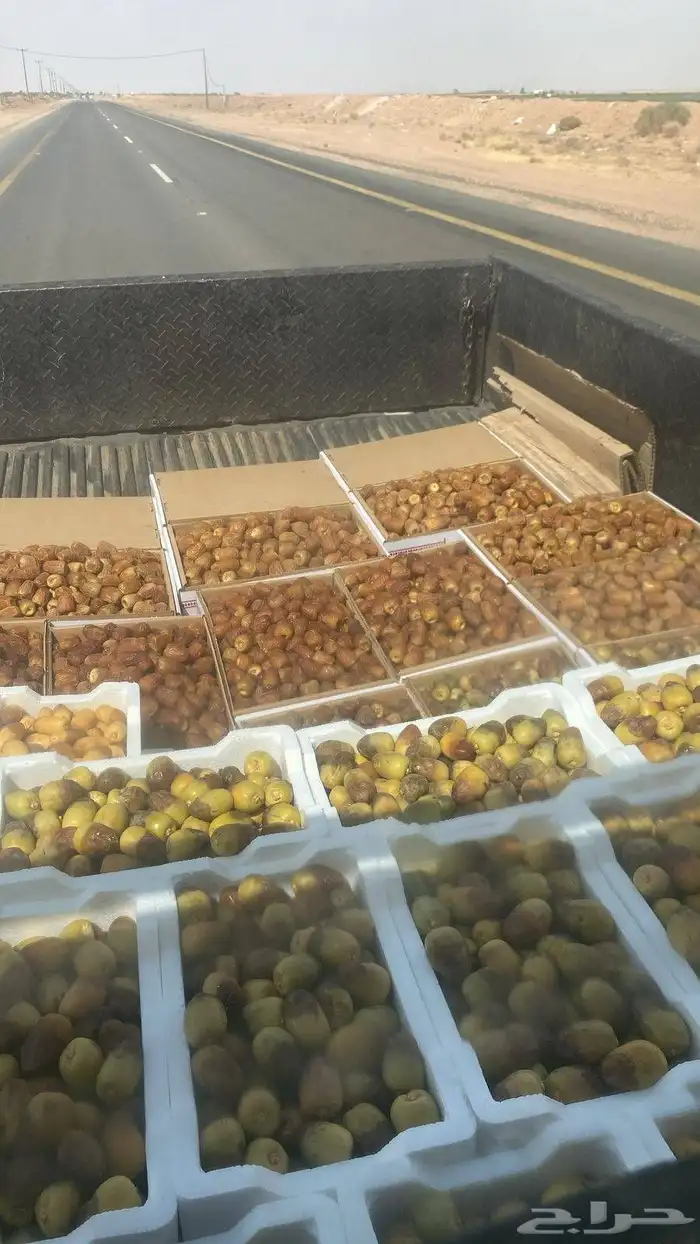 نخيل وشبوك المزارع 9