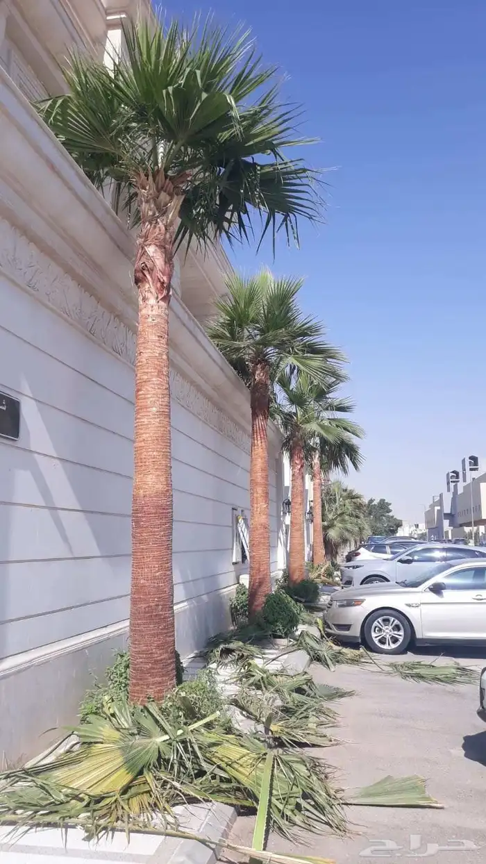 نعمل في. توريد وزراعه جميع انواع النخيل. 4