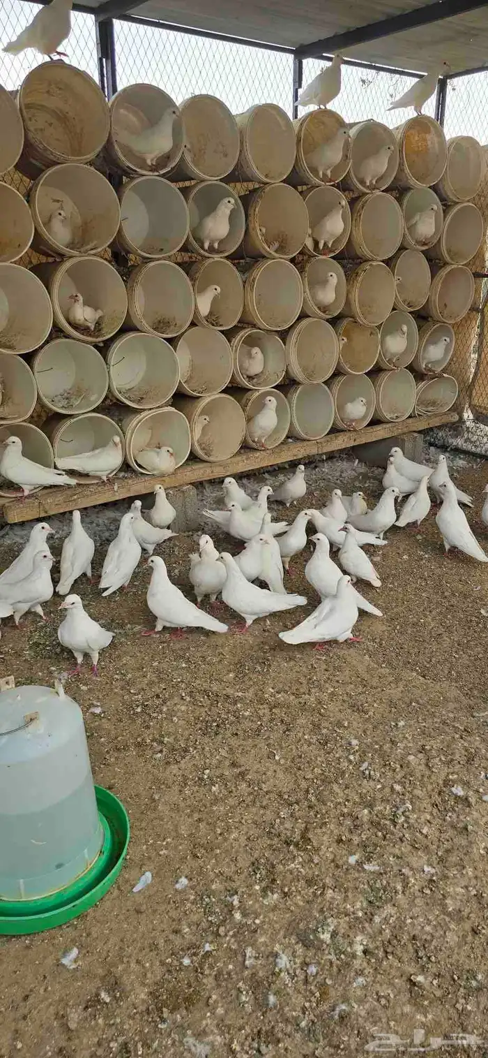 حمام فرنسي 5