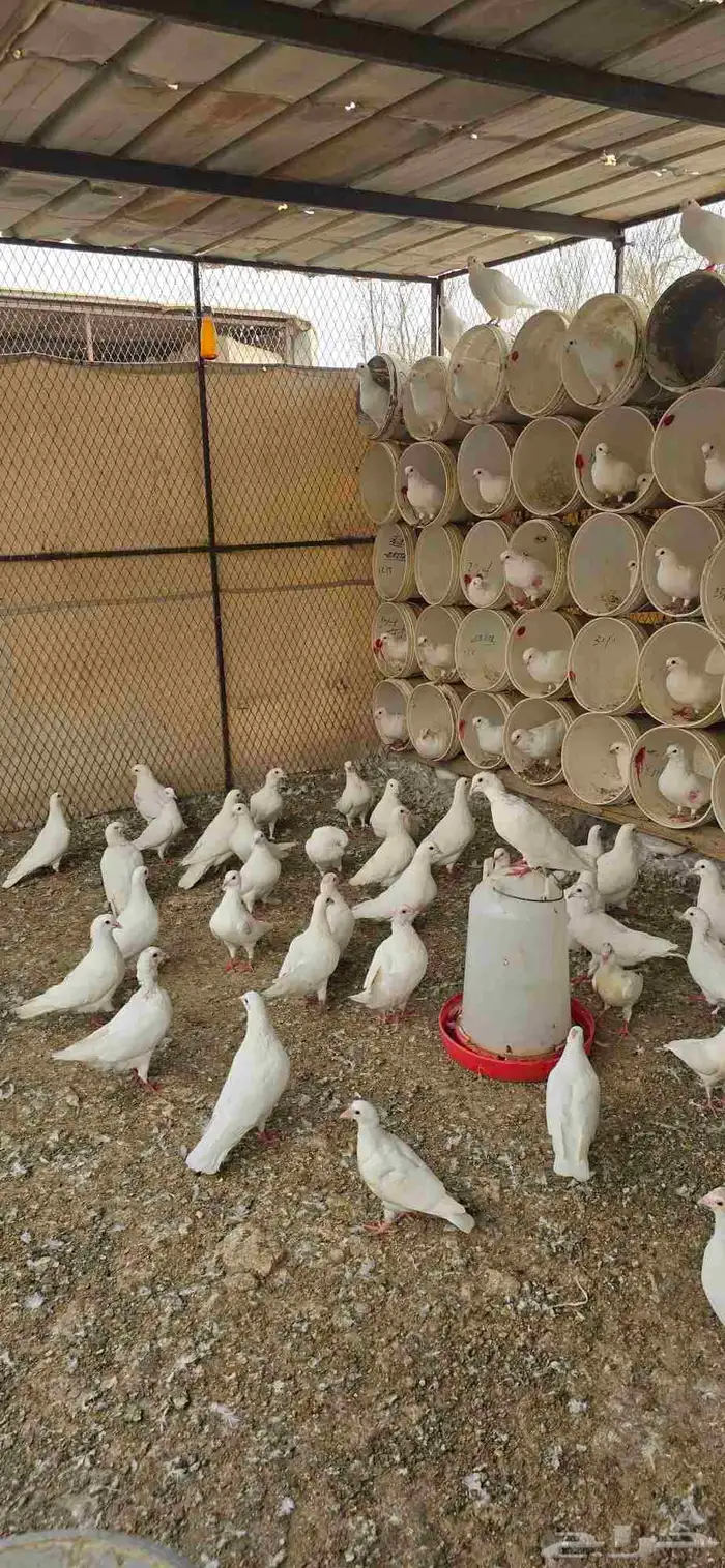 حمام فرنسي 1