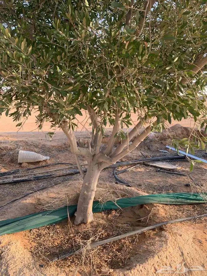 يوجد لدينا اشجار زيتون ونخيل واشنطني وعربي وجميع الأشجار 0