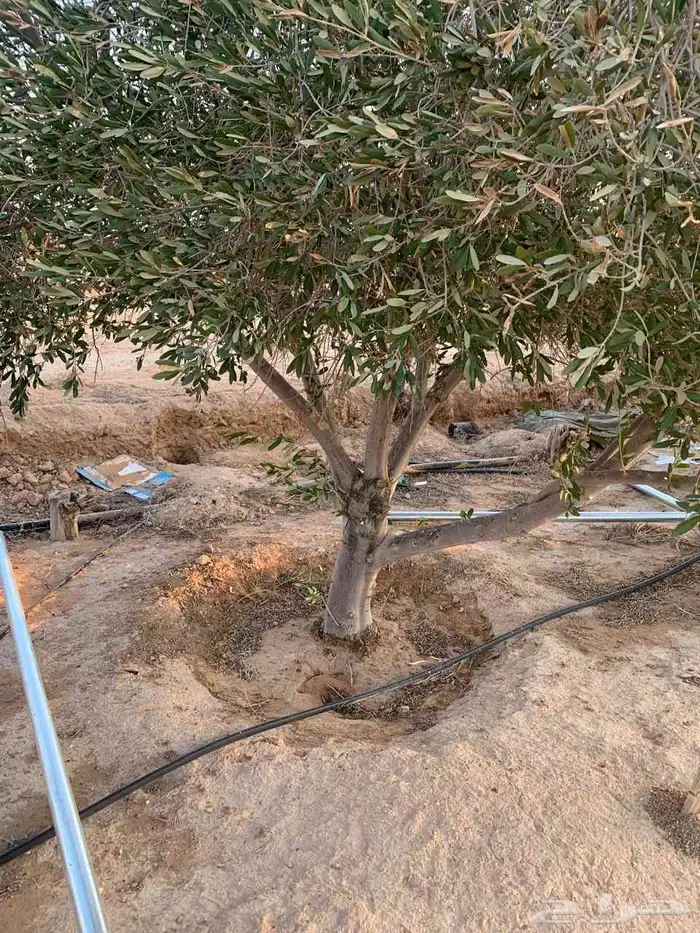 يوجد لدينا اشجار زيتون ونخيل واشنطني وعربي وجميع الأشجار 5