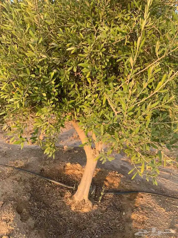 يوجد لدينا اشجار زيتون ونخيل واشنطني وعربي وجميع الأشجار 15