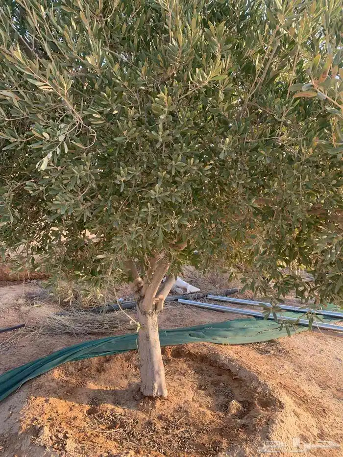 يوجد لدينا اشجار زيتون ونخيل واشنطني وعربي وجميع الأشجار 8