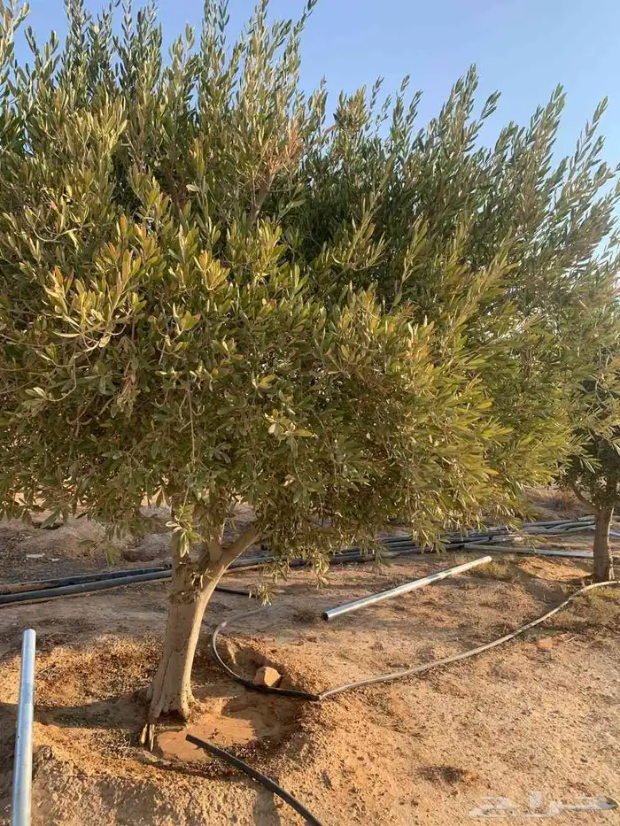 يوجد لدينا اشجار زيتون ونخيل واشنطني وعربي وجميع الأشجار 19