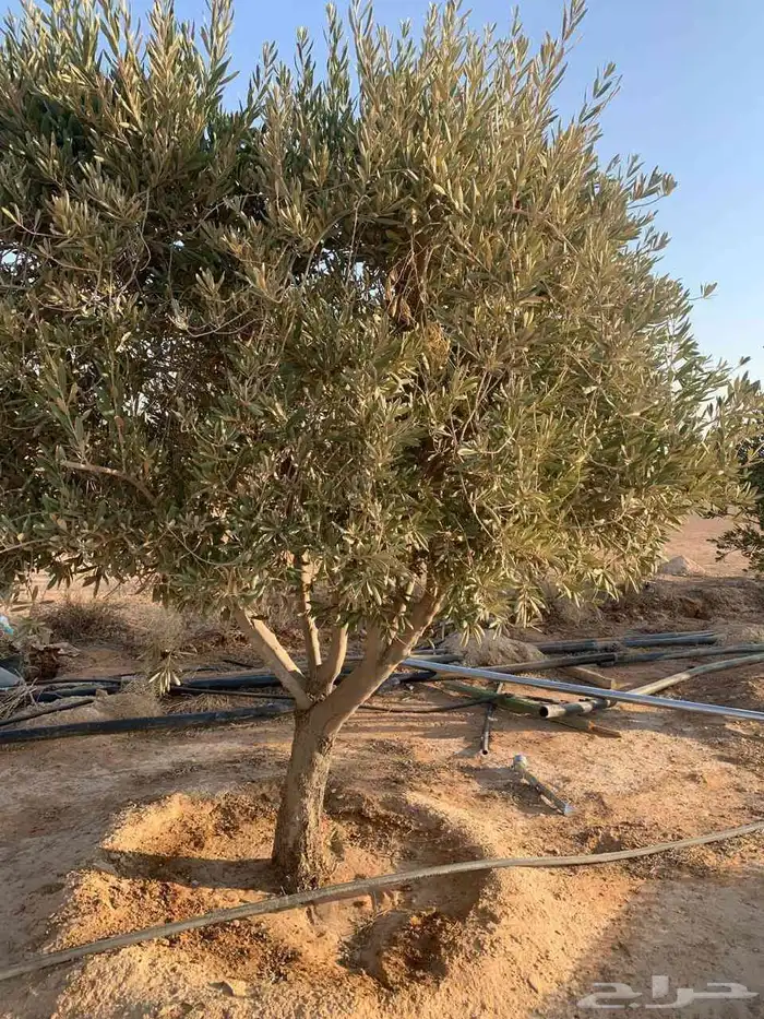يوجد لدينا اشجار زيتون ونخيل واشنطني وعربي وجميع الأشجار 2
