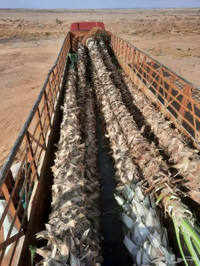 نعمل في. توريد وزراعه جميع انواع النخيل. 2