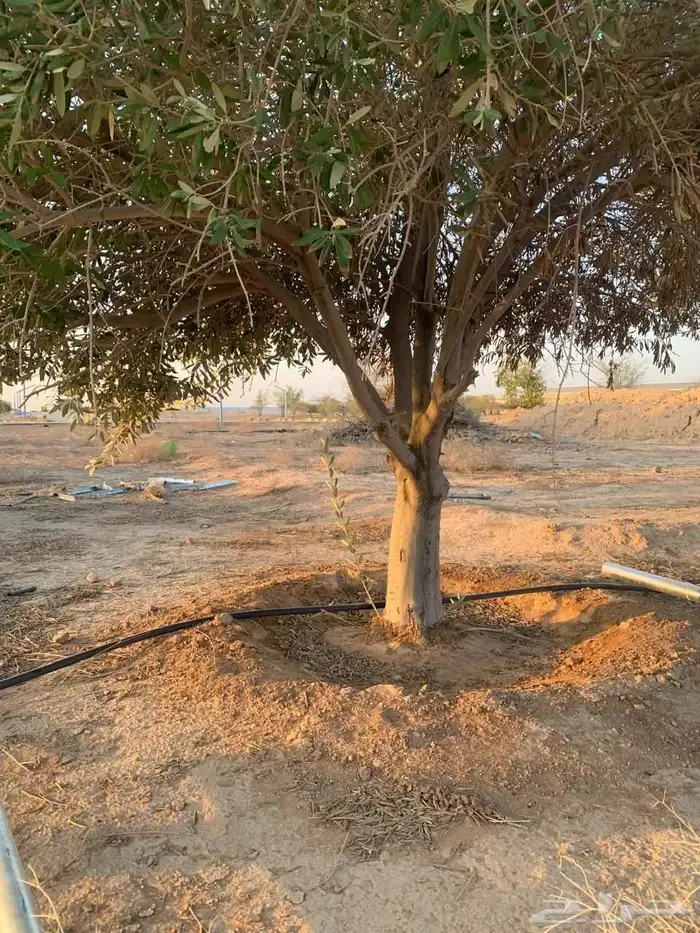 يوجد لدينا اشجار زيتون ونخيل واشنطني وعربي وجميع الأشجار 14