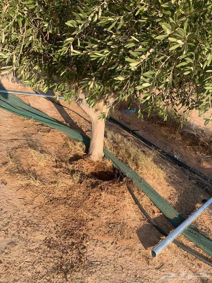 يوجد لدينا اشجار زيتون ونخيل واشنطني وعربي وجميع الأشجار 11