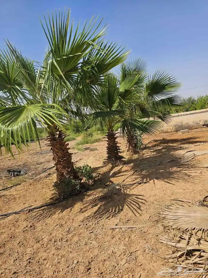 يوجد لدينا اشجار زيتون ونخيل واشنطني وعربي وجميع الأشجار 12