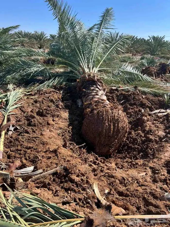 يوجد لدينا جميع انواع النخيل فروخ وجثاث وانا قايل 0