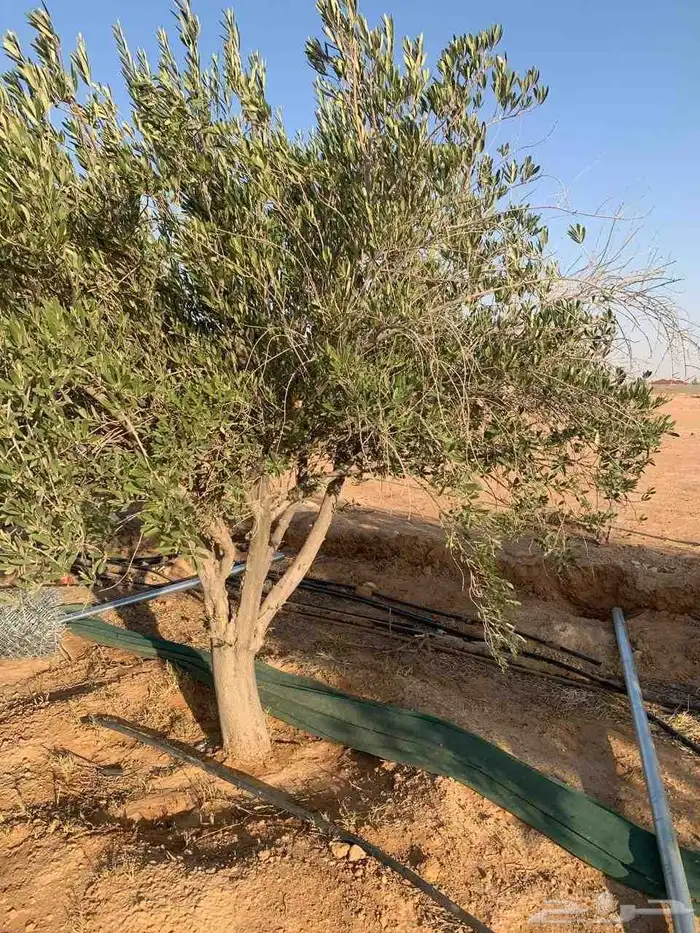 يوجد لدينا اشجار زيتون ونخيل واشنطني وعربي وجميع الأشجار 18