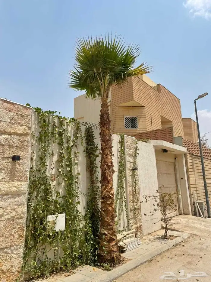 نعمل في. توريد وزراعه جميع انواع النخيل. 5