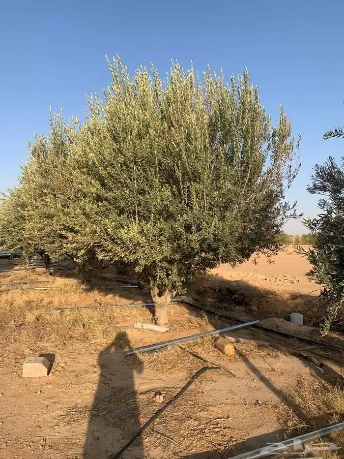 يوجد لدينا اشجار زيتون ونخيل واشنطني وعربي وجميع الأشجار 3