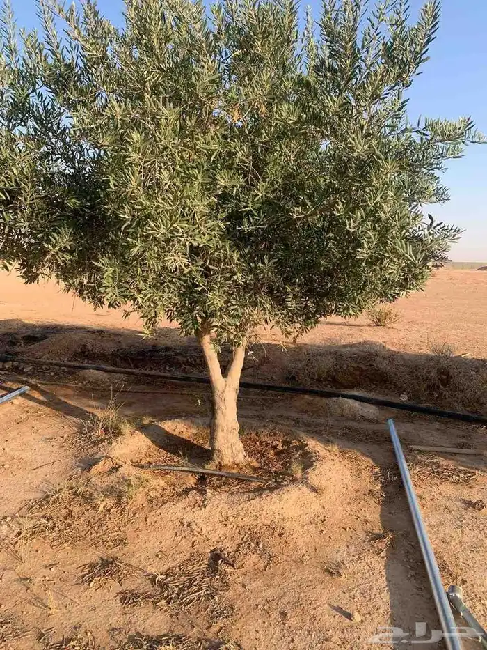 يوجد لدينا اشجار زيتون ونخيل واشنطني وعربي وجميع الأشجار 7
