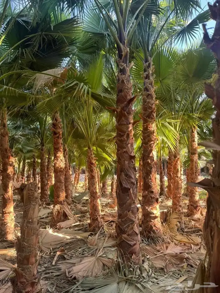 يوجد لدينا اشجار زيتون ونخيل واشنطني وعربي وجميع الأشجار 13