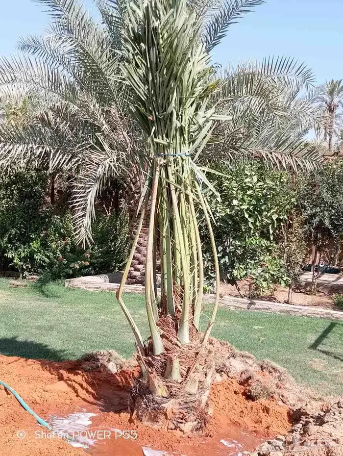 زبائن الكرام يتوفر لدينا نخل المقاس 7و6و5و3و2متر 8