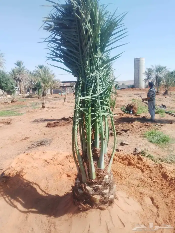 يوجد لدينا جميع انواع النخيل فروخ وجثاث وانا قايل 6