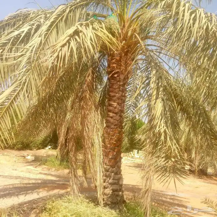 يوجد لدينا جميع انواع النخل على جميع المقاسات 10