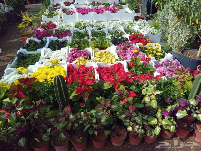 مشاتل وتنسيق حدائق 7