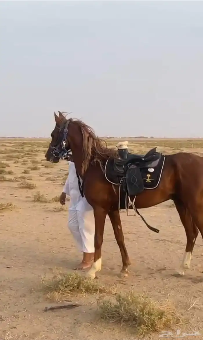 حصان عربي العمر سبع سنوات الطول 151. البيع بدون السرج 0