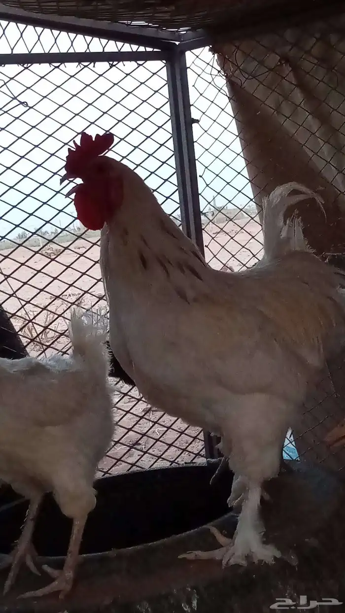ديك براهما 0
