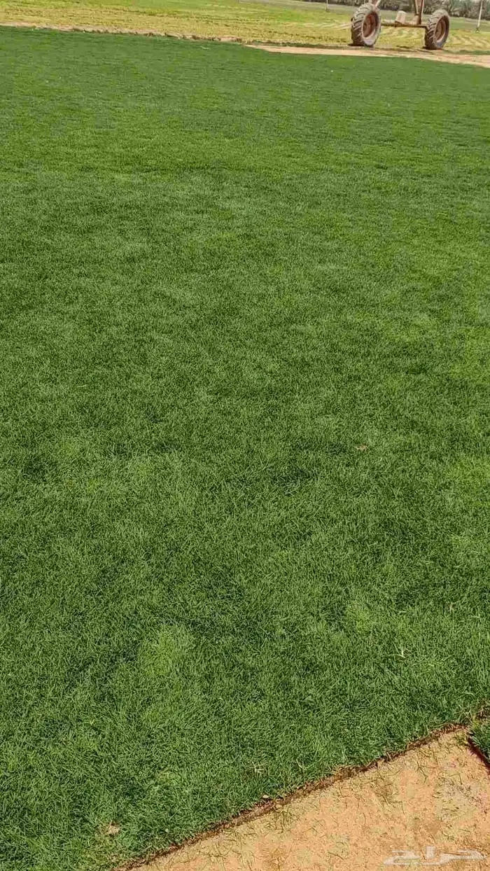 التيل الطبيعي في الخرج حي الدلم 9