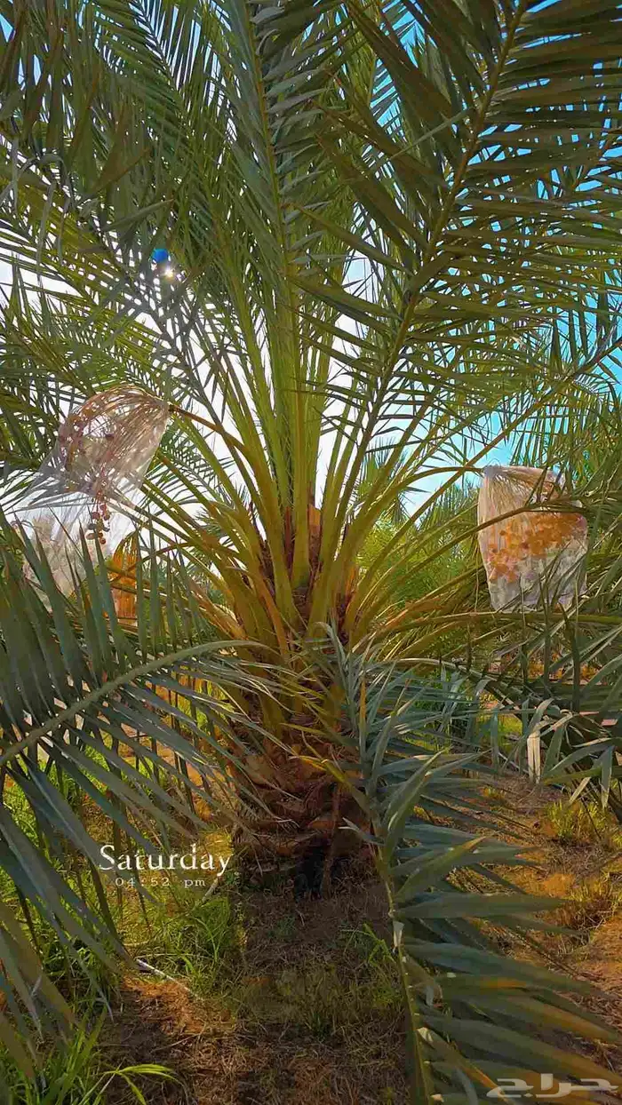 نخل برحي 0