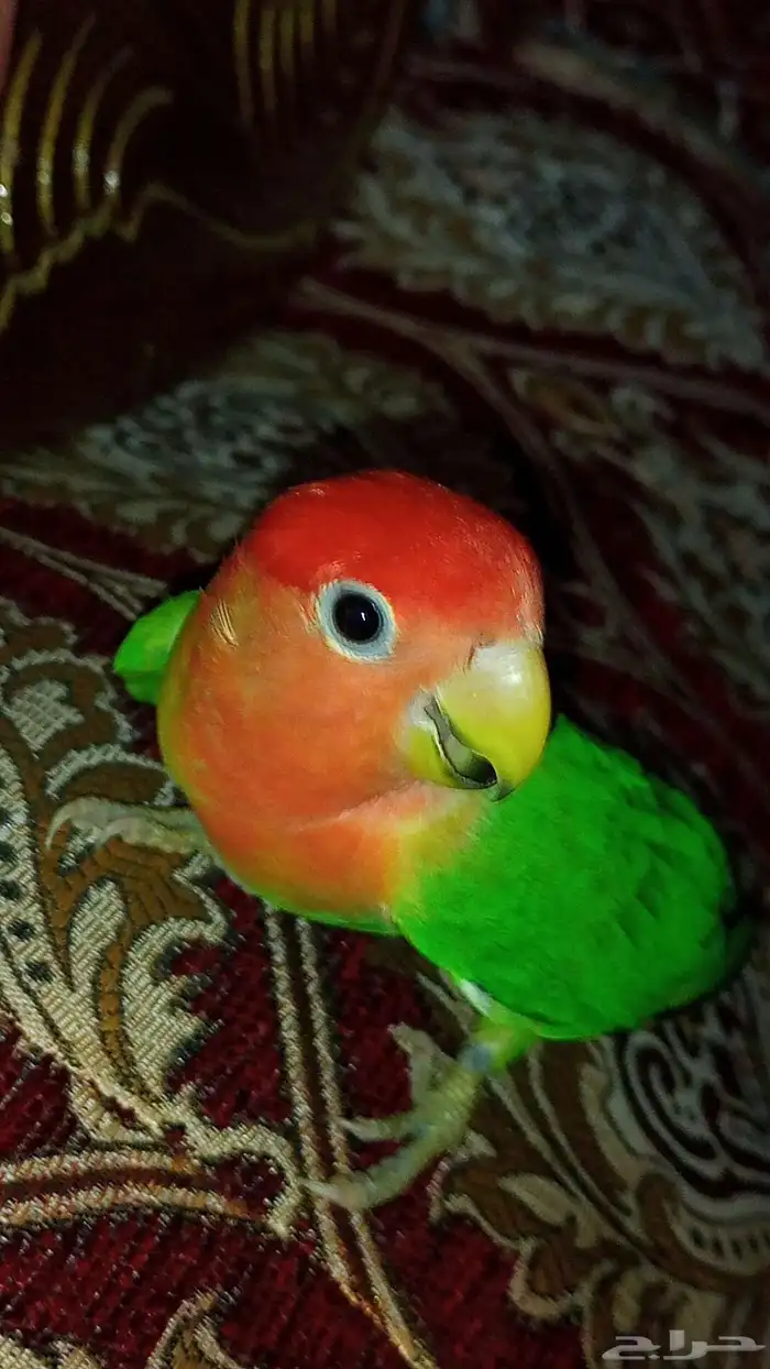 طائر روز منتج انثى السعر على السوم 0