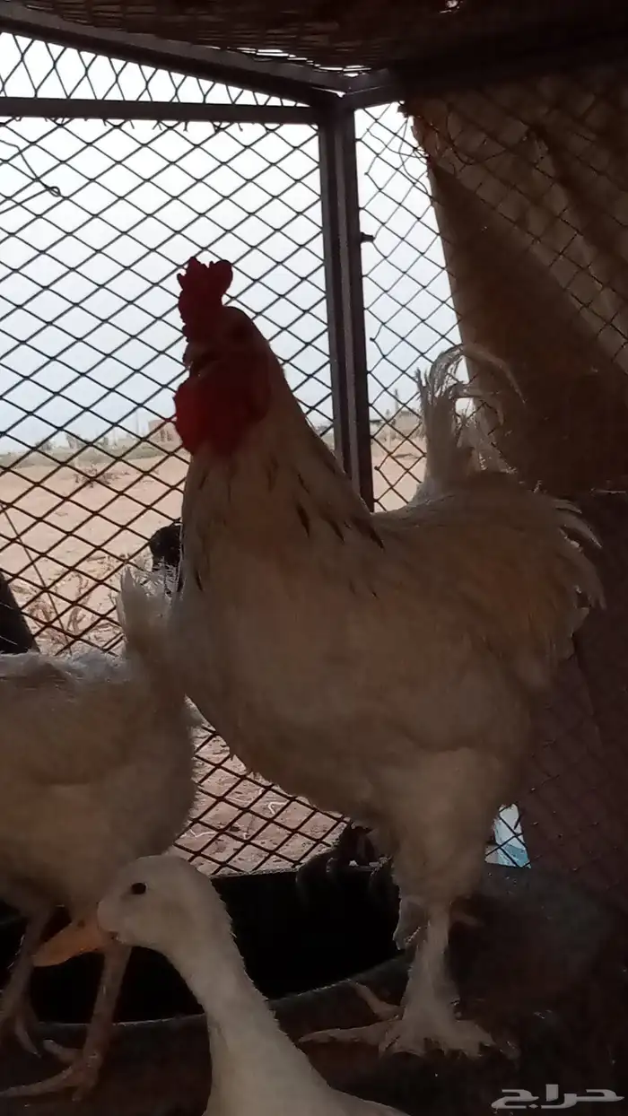 ديك براهما 2