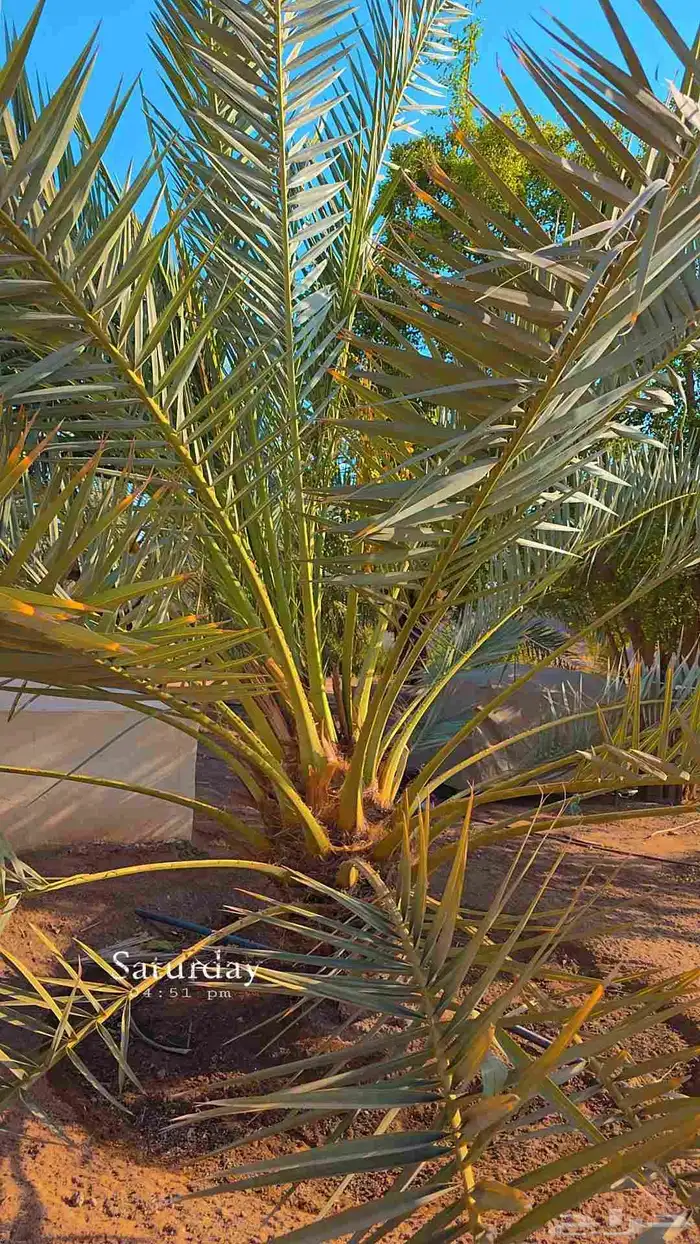 نخل برحي 4