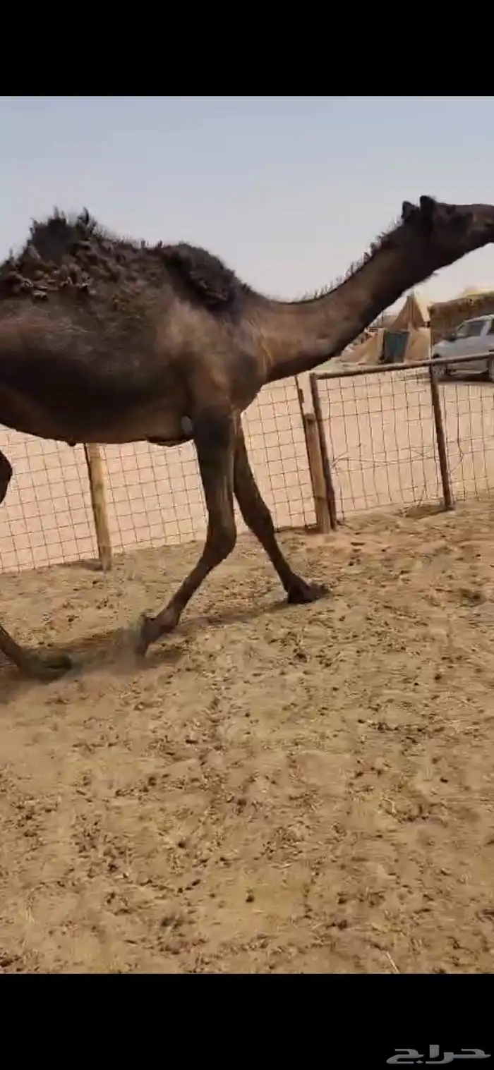 بكره مجهم عمرها ثلاث سنوات طيبه للقناي والذبح 2